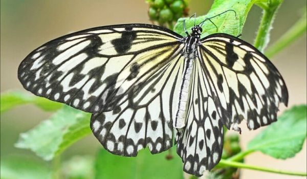 tropique du papillon elne