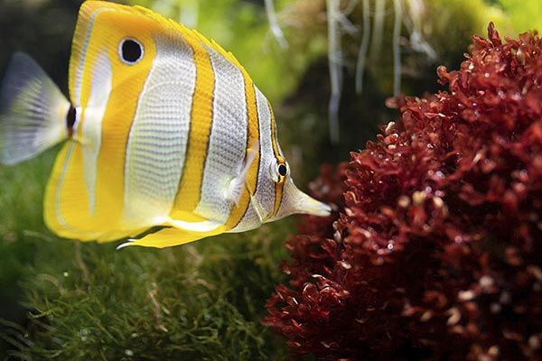 Biodiversarium Banyuls-sur-Mer