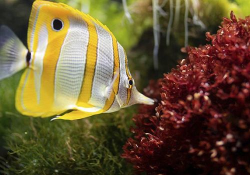 Biodiversarium Banyuls-sur-Mer