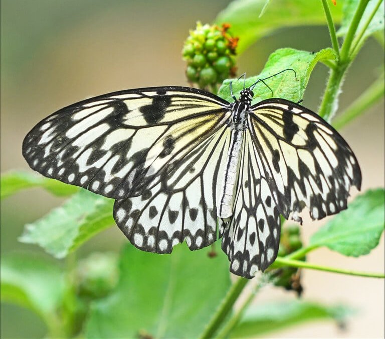 tropique du papillon elne